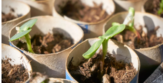 How to ส่งต้นไม้อย่างปลอดภัย 